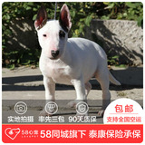 【58心宠】纯种牛头梗宠物级幼犬出售 宠物狗狗活体 成都包邮