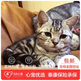 【58心宠】美国短毛猫纯种 美短 宠物猫活体 同城包邮