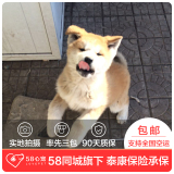 【58心宠】纯种秋田宠物级幼犬出售 宠物狗狗活体 武汉包邮