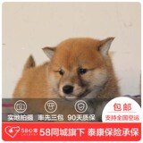 【58心宠】纯种柴犬双血统幼犬出售 宠物狗狗活体 成都包邮