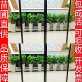 万年青盆栽大型绿植盆栽办公室内客厅前台花卉植物盆景吸甲醛花卉