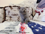 【白夜家】英国短毛猫 蓝猫MM 繁育首选2.23出生 大脸