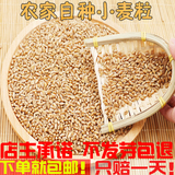2016农家新货绿色小麦草种子/小麦粒/猫草种子/无土胚芽250g包邮