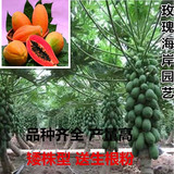 批发台湾进口 水果红肉木瓜种子果重1-1.1公斤 矮株型