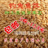 新小麦粒小麦种子农家自产小麦仁猫草小麦粒杂粮鱼饵家禽饲料