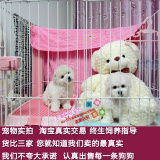 宠物狗活体纯种白色法国卷毛比熊幼犬小型犬家养狗狗上海易宠出售