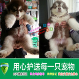 上海易宠出售人气宠物狗巨型红色阿拉斯加雪橇犬幼犬纯种大骨架02