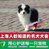 上海易宠精品纯种边境牧羊犬幼犬带芯片带证书七白到位三通边境犬