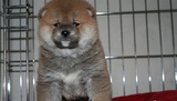 预售 日系柴犬幼犬出售 家养纯种健康 八公犬 秋田犬 短毛犬