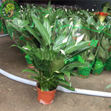 白掌苗 室内水培创意绿植花卉盆栽 一帆风顺 带花 净化空气包邮