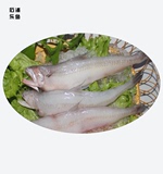 石浦乐鱼：野生龙头鱼、豆腐鱼 500克