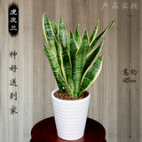 武汉同城送大型绿植虎皮兰吸甲醛客厅室内落地花盆栽植物开业花卉