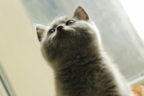蓝猫 英短 纯种 宠物猫 英国短毛猫 蓝猫 妹妹一只 活体 已预定