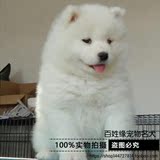 【百姓缘】出售纯种西伯利亚雪橇犬萨摩耶犬幼犬 活体宠物狗狗3