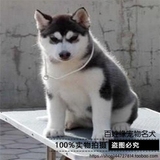 【百姓缘】纯种蓝眼哈士奇犬/哈士奇幼犬雪橇犬/宠物狗狗活体出售