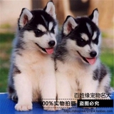 1【百姓缘】纯种蓝眼哈士奇犬幼犬哈士奇雪橇犬/宠物狗狗活体出售