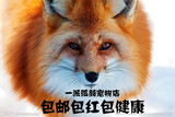 宠物狐狸 幼崽稀有品种批发金岛狐冰岛狐蓝影霜狐雪狐红狐 小狐狸