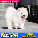 出售澳版纯种萨摩耶犬 白魔法系萨摩幼犬 雪橇犬宠物狗 免费送货