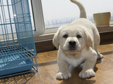 纯种拉布拉多幼犬出售 黄色米白色 导盲犬 神犬小七 家养繁殖健康