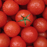 现摘新鲜水果红色圣女果山东小柿子有机蔬菜水果4斤30包邮