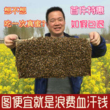 正宗洋槐蜜15年农家自产野生纯天然槐花蜜原生态成熟纯蜂蜜500克