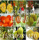 马来西亚果树苗 当年结果 南方北方种植 四季菠萝蜜树苗 量大批发