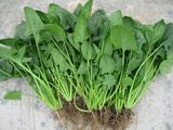 自产怀柔农家新鲜蔬菜菠菜 农产品散装 农产品有机肥无农药
