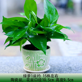 绿萝小盆栽  去除甲醛办公室内桌面 绿色植物创意绿植花卉包邮