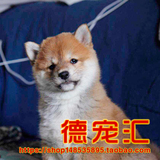 日系柴犬出售纯种柴犬幼犬 日本小柴狗狗 品质健康质保 日本柴犬