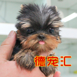 纯种约克夏犬 超小体约克夏幼犬出售袖珍约克夏狗狗 健康保障
