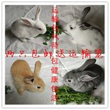 兔子活体小白兔活体包邮宠物兔宝宝公主兔熊猫兔迷你兔包活送笼子