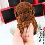 【亿宠】出售纯种健康泰迪幼犬 小型犬贵宾泰迪 宠物狗狗活体