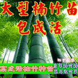 大型楠竹种 高达25米 湖南毛竹种根翠竹国内最大型竹子种苗根茎