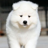 出售纯种萨摩耶 幼犬白色魔法系雪橇犬活体狗狗