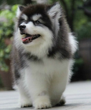 赛级阿拉斯加雪橇犬巨型纯种阿拉斯加犬幼犬灰色桃脸宠物狗狗
