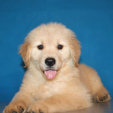 出售金毛犬纯种幼犬出售巡回猎犬导盲犬黄金宠物狗狗赛级长毛活体