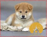 正中日本柴犬赤色幼犬出售活体宠物狗狗纯种柴犬双血统柴犬保健康