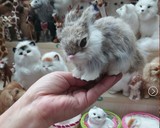 包邮仿真兔子公仔摆件儿童毛绒玩具灰色兔子摄影道具小白兔子模型
