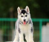 犬舍出售纯种哈士奇西伯利亚雪橇幼犬家养中型宠物狗活体南京包邮