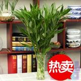 富贵竹、水培植物客厅卧室盆景办公室防辐射植物吸甲醛盆栽