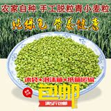 2016新鲜小麦粒青麦粒青麦穗绿色有机小麦仁非转基因青小麦250g