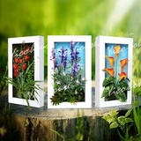 纯手工家居装饰画 立体画框仿真花 装饰立体植物花卉壁画 挂画