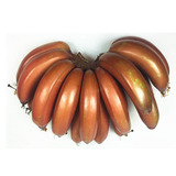指欢农场 广西农家特产新鲜水果南洋红皮香蕉不催熟包邮4斤装送礼