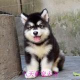 宠物狗阿拉斯加幼犬雪橇犬纯种出售 黑色桃脸阿拉斯加活体包存活