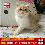 加菲猫幼猫 宠物狗猫出售 异国短毛猫 包子脸银渐层 金吉拉 蓝猫