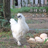 泰和乌鸡种蛋种乌鸡蛋受精蛋白凤鸡蛋可孵化乌鸡蛋可孵化小乌鸡苗