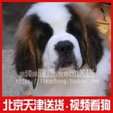 双赛级血统家养宠物狗 纯种巨型圣伯纳犬 救援护卫活体幼犬出售07
