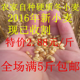 包邮2016年农家未脱皮小麦 麦粒  种子 鱼饵 纯天然五谷杂粮 500g