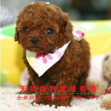 宠物狗贵宾犬泰迪狗 红黑色玩具型活体泰迪犬幼犬 活体幼犬出售13