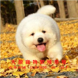 家养纯种巨型大白熊犬幼犬大型犬大白熊狗宠物狗狗活体幼犬出售